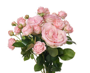 Beautiful fresh roses on white background