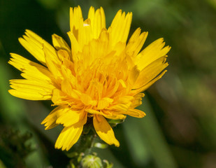 Macrophotographie fleur sauvage - Eperviere commune - Hieracium vulgatum
