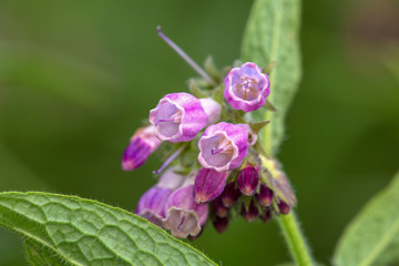Macrophotographie fleur sauvage - Consoude officinale - Symphytum officinale