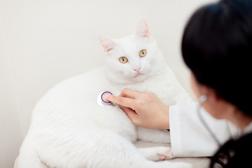 Veterinarian Doctor Asian woman examining Fat Cat White with stethoscope on the table in veterinary clinic. Pet health care and medical concept.