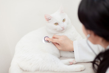 Veterinarian Doctor Asian woman examining Fat Cat White with stethoscope on the table in veterinary clinic. Pet health care and medical concept.