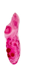 Patterns and backgrounds of Parasitic, Study for Anatomical pathology in laboratory.