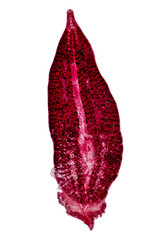 Patterns and backgrounds of Parasitic, Study for Anatomical pathology in laboratory.