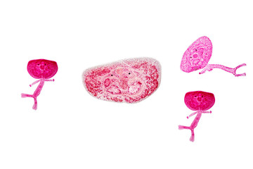 Patterns and backgrounds of Parasitic, Study for Anatomical pathology in laboratory.