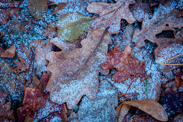 frozen oak leafage