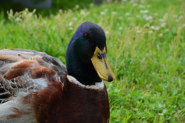鴨の顔