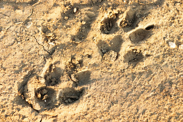 Wolf tracks on the ground. Close-up.