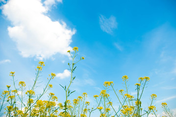 yellow flowers and blue sky