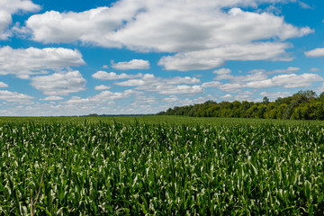 Fototapeta na wymiar Field of young green corn