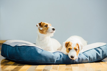 Couple of two jack russel terrier dog relaxing on dog bed together at home.