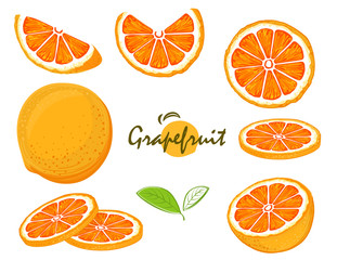 hand drawn fresh grapefruit fruits, collection of vector illustrations