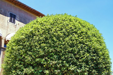 Fototapeta na wymiar Tree in a garden of Fiesole, Tuscany, Italy