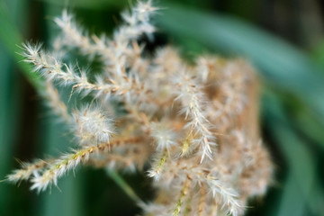 Chinese silver grass detail