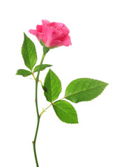 Beautiful pink rose on white background