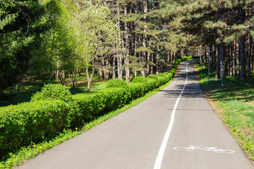Bicycle path in the park. Beautiful spring landscape in a pine grove. Kislovodsk city.