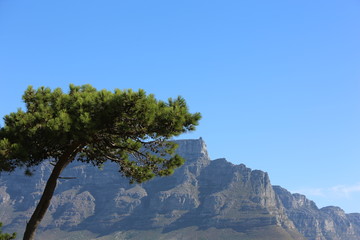 kapstadt tafelberg mit baum