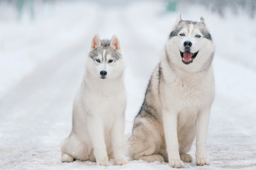 Obraz premium Winter portrait of lovely couple of siberian husky puppies standing on snowy road. Cute breeding male & female white dogs in love. Beautiful domestic funny pet family. Pair of playful animals friends