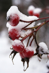 Snow-covered rosehips in December, Lüneburg Heath, Germany