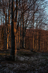 Forest early in the morning lit by sun