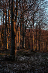 Fototapeta premium Forest early in the morning lit by sun