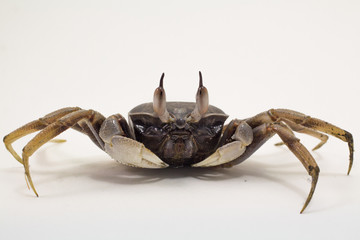 White background Horn-eyed ghost crab Ocypode ceratophthalmus form Phuket Thailand