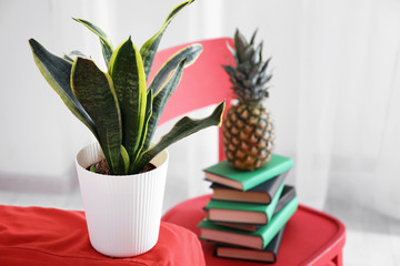 Decorative sansevieria plant on sofa in room