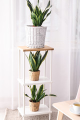 Decorative sansevieria plants on shelving in room