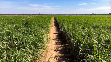 Landscape of sugarcane field Agriculture background