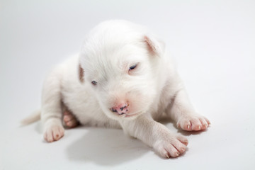 Puppies are cute Thai Bangkaew dogs 1 week. White background