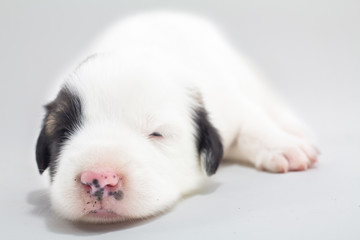 Puppies are cute Thai Bangkaew dogs 1 week. White background