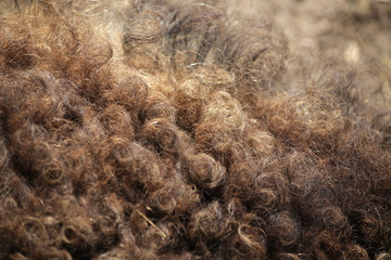 Wollschwein, Mangalitsa, Deutschland