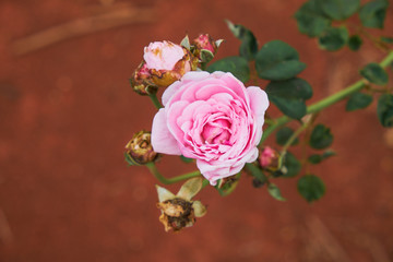 Obraz premium Big one pink rose and small beside with soft blur background in red soil