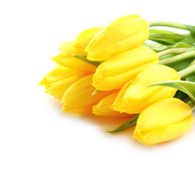 Beautiful tulips for Mother's Day on white background