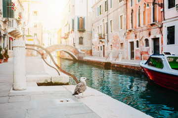 Kanal in Venedig mit Vogel bei Sonnenschein