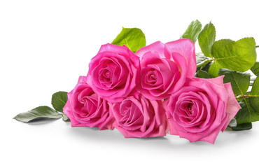 Beautiful pink roses on white background