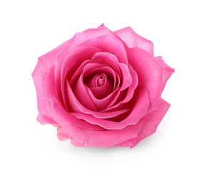 Beautiful pink rose on white background - obrazy, fototapety, plakaty
