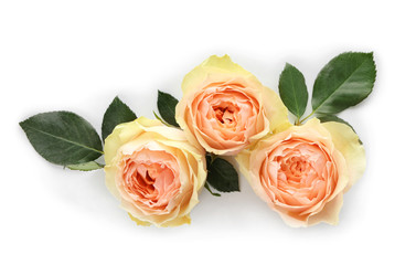 Naklejka premium Beautiful roses on white background