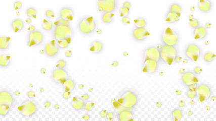 Vector Realistic Pink Petals Falling on Transparent Background.  Spring Romantic Flowers Illustration. Flying Petals. Sakura Spa Design. Blossom Confetti.