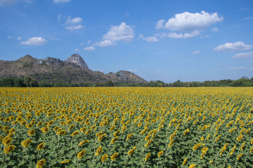 Fototapeta na wymiar Sun flower in fields.Beautiful sun flowers background.