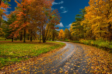 autumn in the park