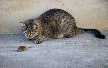 Gray domestic cat caught a mouse.