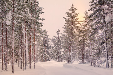 Polar Day in the Snowy Forest