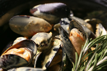 Tasty mussels in shells, closeup