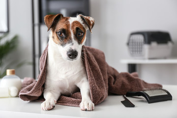 Cute dog after washing in grooming salon