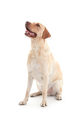 Cute Labrador Retriever dog on white background