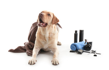Cute Labrador Retriever dog and set for grooming on white background
