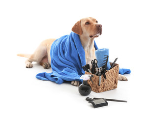 Cute Labrador Retriever dog and set for grooming on white background - obrazy, fototapety, plakaty
