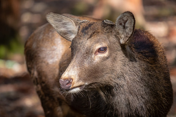 Closeup image of a wild deer in the park
