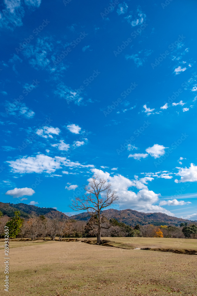 Wall mural landscape image of a single dead trunk tree in a field with blue sky background