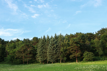 Green spring glade with pines and spruces on the horizon. Sunny day.